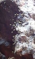 Chaenotheca hispidula