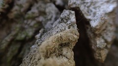 Chaenotheca hispidula