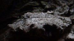 Chaenotheca hispidula