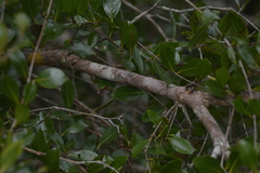 Mosiera longipes