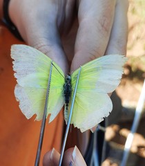 Aphrissa statira statira