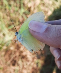 Aphrissa statira statira