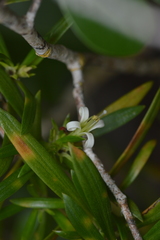 Image of Ernodea littoralis