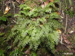 Hymenophyllum caudiculatum