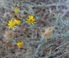 Heterotheca sessiliflora echioides