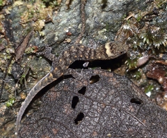 Lepidoblepharis