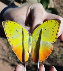 Phoebis philea philea