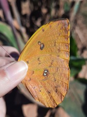 Phoebis philea philea