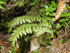 Hymenophyllum pectinatum