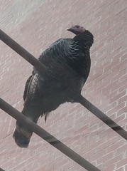 Meleagris gallopavo