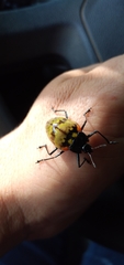 Erotylus clarosignatus