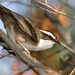Pomatostomus superciliosus - Photo (c) David Cook, algunos derechos reservados (CC BY-NC)