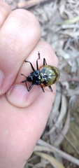 Erotylus clarosignatus