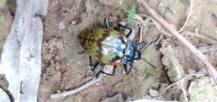 Erotylus clarosignatus