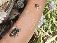 Phidippus audax