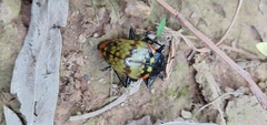 Erotylus clarosignatus