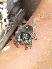 Phidippus audax