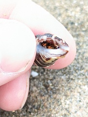 Clibanarius tricolor