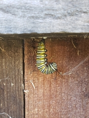 Danaus plexippus