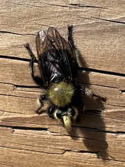 Laphria sackeni