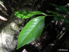 Laureliopsis philippiana