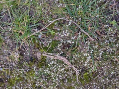 Draba verna