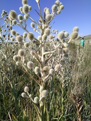 Eryngium eburneum