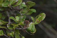Image of Coccoloba diversifolia