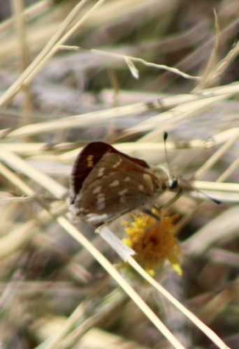 Pahaska Skipper photo 6