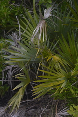 Leucothrinax morrisii