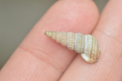 Cerithideopsis scalariformis