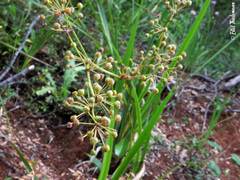Libertia tricocca