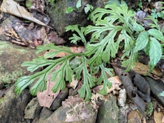 Selaginella doederleinii