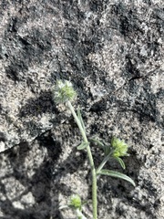 Cryptantha nevadensis