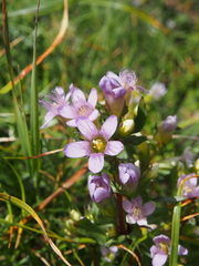 Gentianella ramosa