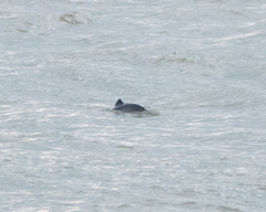 Phocoena phocoena relicta