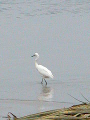 Egretta garzetta