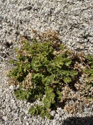 Image of Ivesia saxosa by (c) Matt Berger, some rights reserved (CC BY)