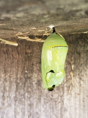 Danaus plexippus