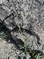 Cryptantha nevadensis