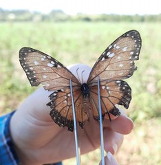 Danaus gilippus gilippus