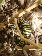 Danaus plexippus