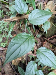 Veronicastrum stenostachyum