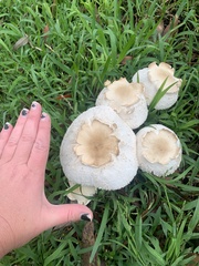 Chlorophyllum nothorhacodes