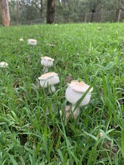 Chlorophyllum nothorhacodes
