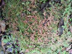 Selaginella nipponica