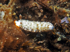 Dermatobranchus funiculus