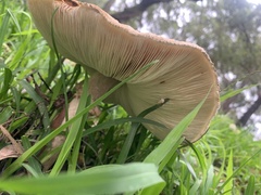 Chlorophyllum nothorhacodes