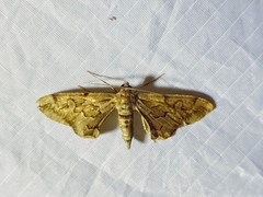 Hypochrosis binexata