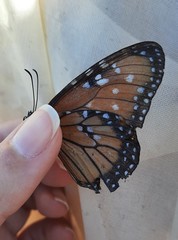 Danaus gilippus gilippus